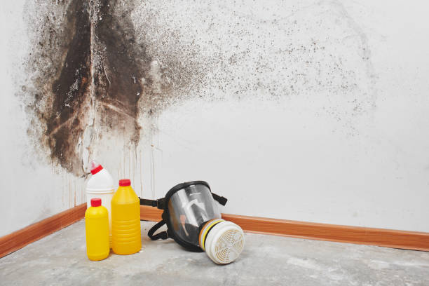 Best Insurance-Related Mold Remediation in Salina, UT