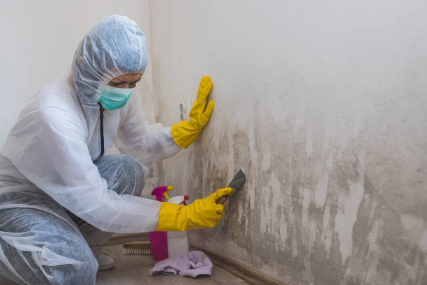 Best Black Mold Remediation in Salina, UT