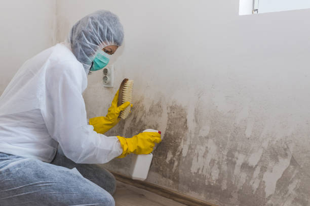 Best Attic Mold Remediation in Salina, UT