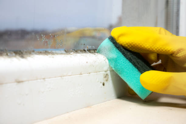 Best Commercial Mold Remediation in Salina, UT