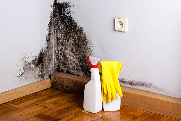 Salina, UT Mold Remediation Company