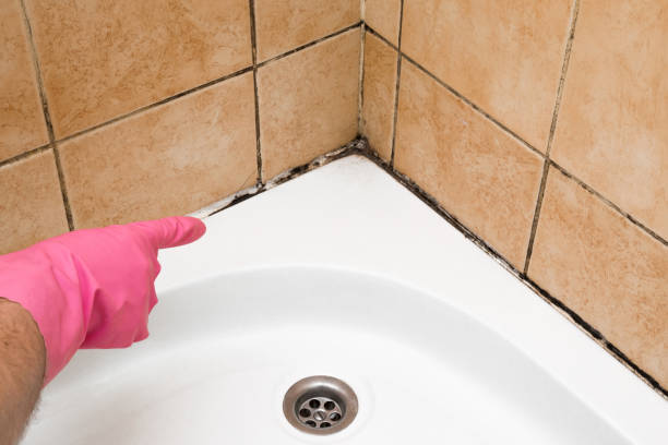 Best Kitchen Mold Remediation in Salina, UT